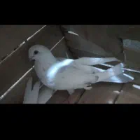 کفتر پرشی و پشتک زن سفید نوک کوتاه اصیل