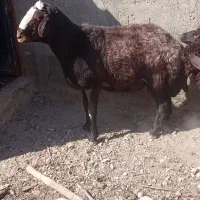 قوچ افشاری عروس