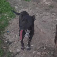 پیتبول سرابی نر