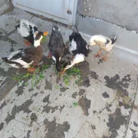 فروش یک عدد غاز و اردک