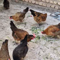 مرغ جوان و واکسن خورده تازه به تخم آمده