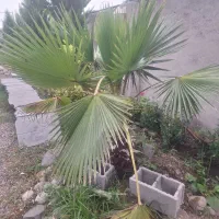نخل|گل و گیاه طبیعی|صومعه‌سرا, |دیوار