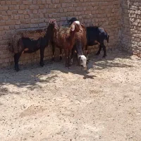 میش افشار غزل داشتی ابستن