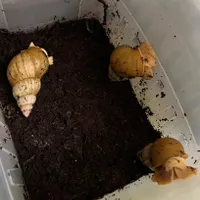 حلزون البینو تخم‌گذار