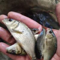 پخش ماهی جهاد