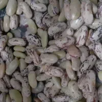 باسلام باقالی پاک  کردن پذیرفته می‌شود وسبزی