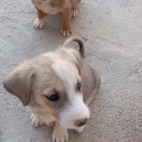 سگ دوغلاده
