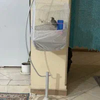 مرغ مینا