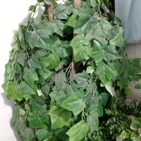 درختچه انگور خارجی