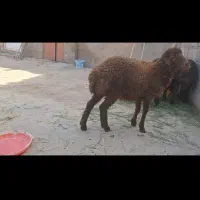 ۱ راس بره ماده هترو