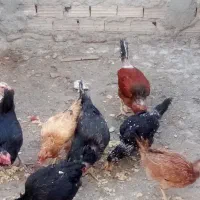 مرغ محلی تخم گذار