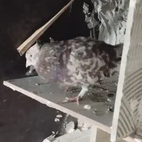 نر سرور شکلاتی