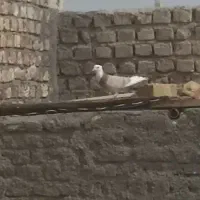 شازده زرد نر معاوضه