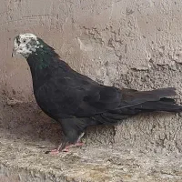 کبوتر ماده کله قاب