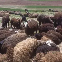 برماده وبره نر