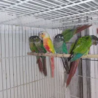 گرینچیک نر سانچیک نر بالغ