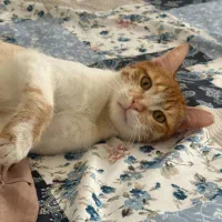 واگذاری رایگان گربه زیبا به خانواده ی متعهد