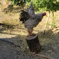 خروس هیکلی لاری دورگه چاق