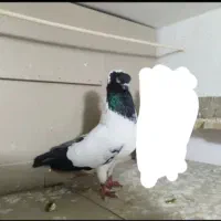 کفتر معاوضه