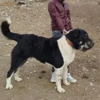 قارایل آلابای سطح یک تمام حرفه ای
