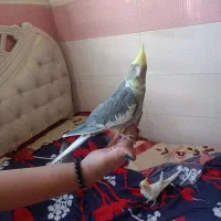 عروس هلندی 3ماهه