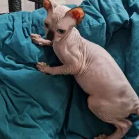 توله گربه اسفینکس
