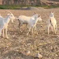 بز سانن آبستن چندقلوزا