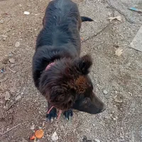 سگ گم شده|حیوانات|برخوار, |دیوار