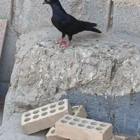 جوجه. زاغ