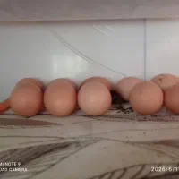 تخم مرغ....