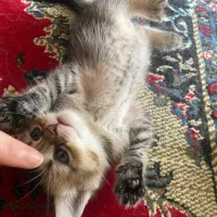 کوچولوی ناز