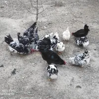 تخم مرغ نطفه دار گلین پنگوئنی
