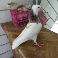 کبوتر|پرنده|ایذه, |دیوار