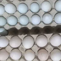 تخم مرغ نطفه دار