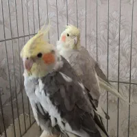 عروس هلندی نر و ماده