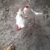 مرغ تخمی