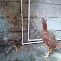 یه ماده مرغ فروشی با جوجه