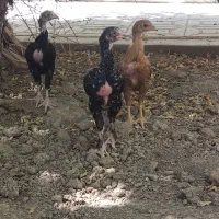 جوجه لاری خروس