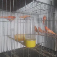 قناری ردفکتور اصل