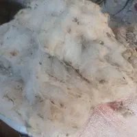 پشتم گوسفند