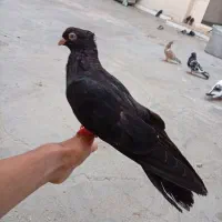 کبوتر ازم تار کرد|پرنده|مسجد سلیمان, |دیوار