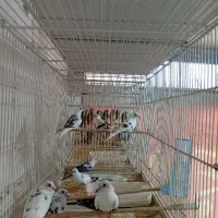 فنج گلوبریده الماسی پارسون سر الویی اورنج انگلیسی