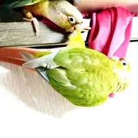 طوطی گرینچک نر بومهن