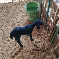 بره شیری قره قزل