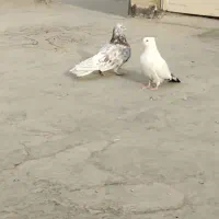 نروماده اصفهانی