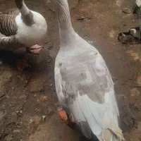 تخم غاز محلی واصیل