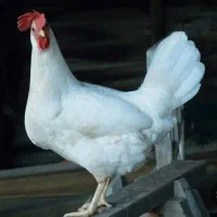 چهار عدد مرغ سفید تخمگذار
