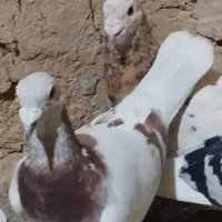 کفتر