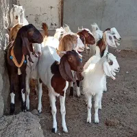 9راس کولار بزغاله بزرگ نژاد دوقلو زا و شیرا آبستن