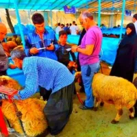 پرواری(گوسفند زنده)چاقوچلّه کشتاری+نر و ماده عقیقه